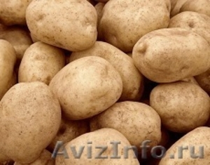 Картофель оптом. Урожай 2013 - Изображение #1, Объявление #310869