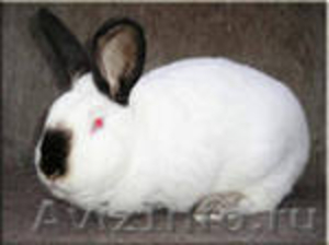 Продам Кролика Калифорнийской породы - Изображение #1, Объявление #396276