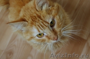 Рыжий кот ищет хозяина - Изображение #1, Объявление #398139