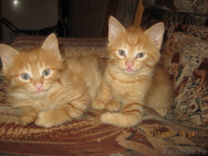 милые- рыжие котики - Изображение #1, Объявление #414955