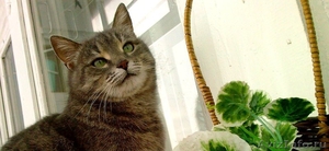 красивая ласковая упитанная кошка - Изображение #5, Объявление #554421