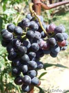 черенки и саженцы винограда Республики Татарстан - Изображение #1, Объявление #615394