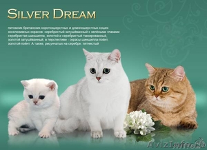 Британские котята золотые, серебристые шиншиллы - Изображение #1, Объявление #800867