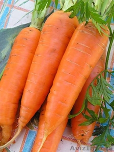 Морковь оптом, мытая - Изображение #1, Объявление #839392