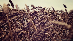 Продам семена яровой пшеницы - Изображение #1, Объявление #865192