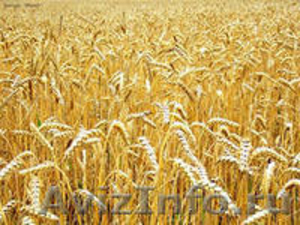Семена яровой пшеницы - Изображение #1, Объявление #582525