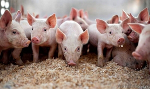 Свинокомплекс реализует свиней и поросят ОПТОМ - Изображение #1, Объявление #1378487