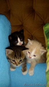предлагаю добрым людям воспитанных трех котят - Изображение #1, Объявление #1467675