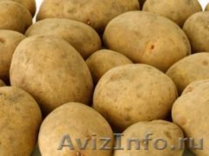 Семенной картофель из Беларуси в Казани - Изображение #1, Объявление #1496694