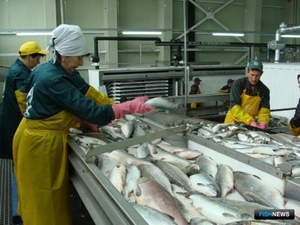 Требуются рыбообработчики и рыбаки Камчатка, Сахалин, Курилы. Путина 2019 г. - Изображение #3, Объявление #1647146