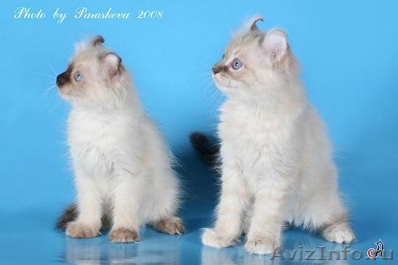 Американский керл. Котята. - Изображение #2, Объявление #3377